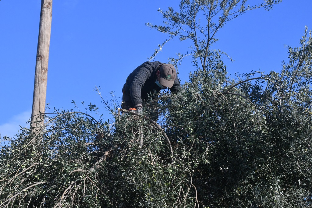 ΜΑΖΕΜΑ ΕΛΙΩΝ ΚΔΑΠ ΑΜΠΕΤ ΧΑΣΜΑΝ7