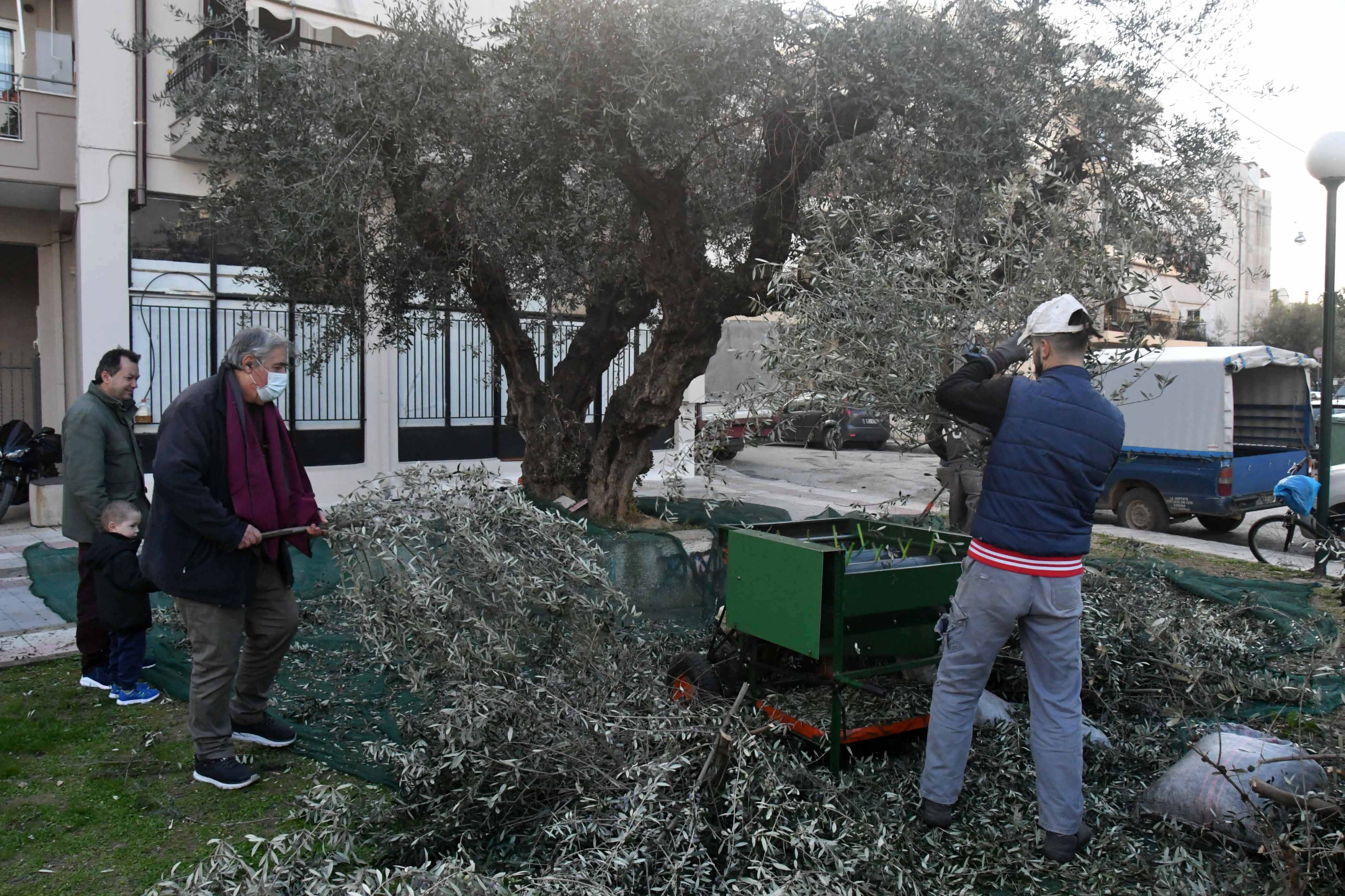 ΝΗΠΙΑΓΩΓΕΙΟ ΕΛΙΕΣ ΠΕΛΕΚΟΥΔΑΣ