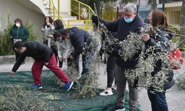 ΜΑΖΕΜΑ ΕΛΙΩΝ ΚΔΑΠ ΑΜΠΕΤ ΧΑΣΜΑΝ